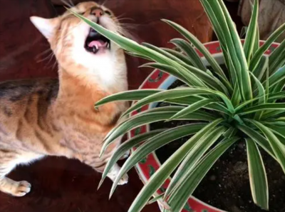 养猫可以养什么花？10种适合的观赏植物
