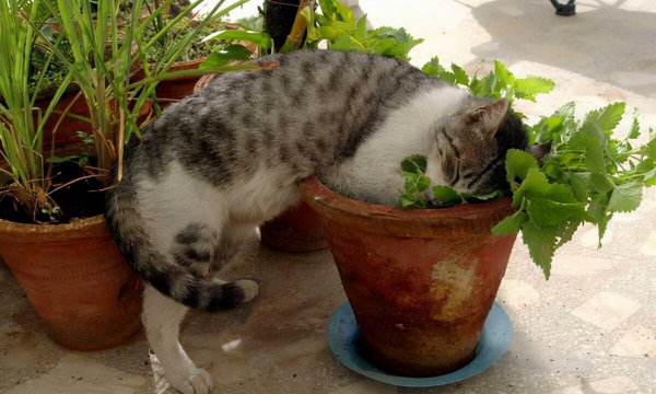 养猫可以养什么花？