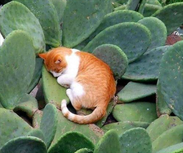 养猫可以养什么花？