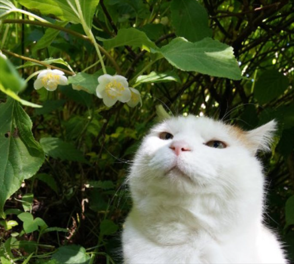 养猫可以养什么花？
