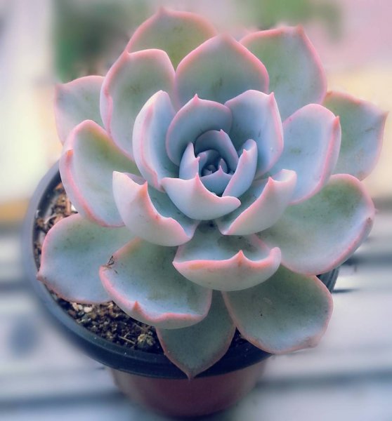 多肉花怎么养长得好