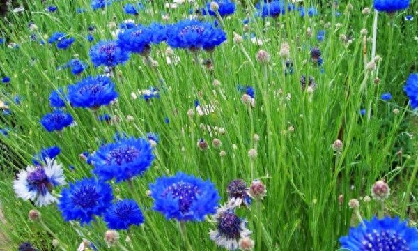 矢车菊的花语是什么