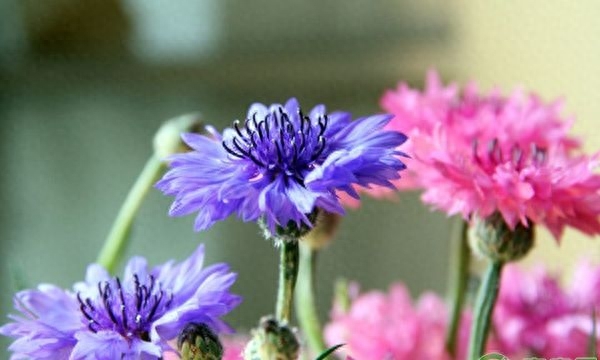 矢车菊的花语是什么