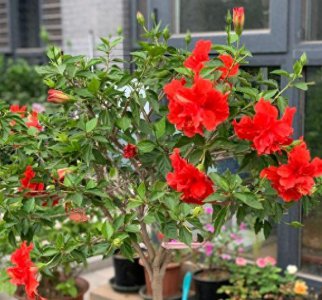 扶桑花盆栽好养活吗 扶?；ㄅ柙匝臣际?/></i><h2>扶桑花盆栽好养活吗 扶?；ㄅ柙匝臣际?/h2><p>下面为网友们详细介绍扶?；ㄅ柙院醚盥鸷头錾；ㄅ柙匝臣际醯穆讨惭し矫娴木?，接下来小编为您详细解答扶桑花又叫做朱瑾，它一年四季只要温</p></a></li>
          </ul>
        </div>
      </div>
    </div>
    <div   id=