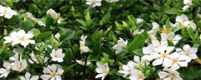 栀子花适合室内养吗 养栀子花的注意事项