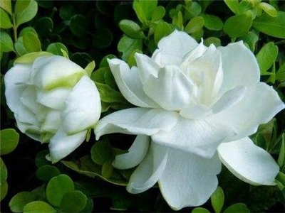 栀子花适合室内养吗