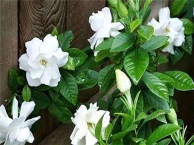 栀子花适合室内养吗