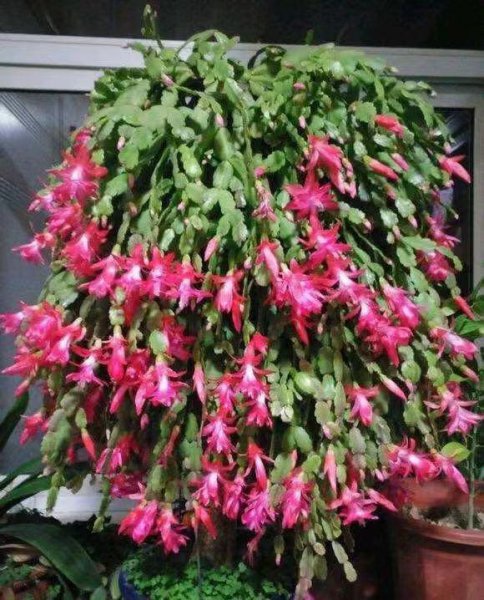 蟹爪兰怎么养才开花