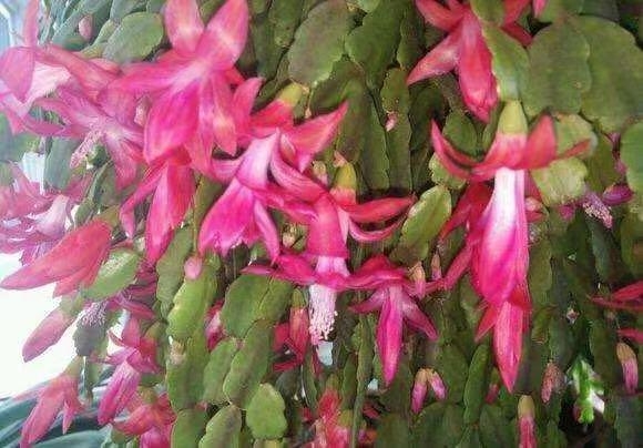 蟹爪兰怎么养才开花