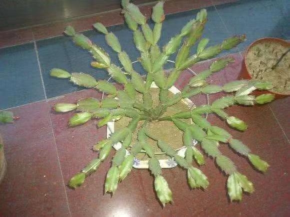 蟹爪兰怎么养才开花