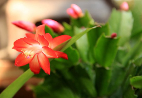 蟹爪兰怎么养才开花