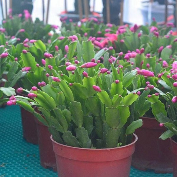 蟹爪兰怎么养才开花