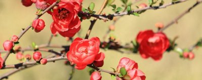 海棠花怎么养才能开花 海棠的栽培和管理