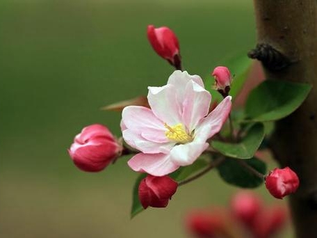 海棠花怎么养才能开花