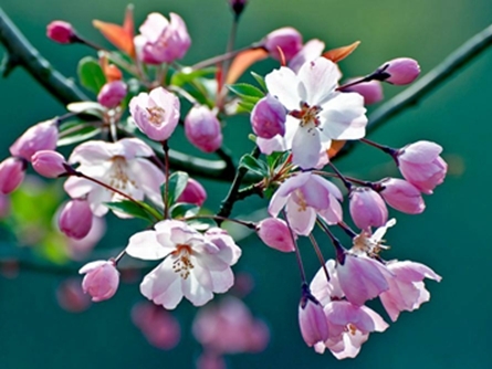 海棠花怎么养才能开花