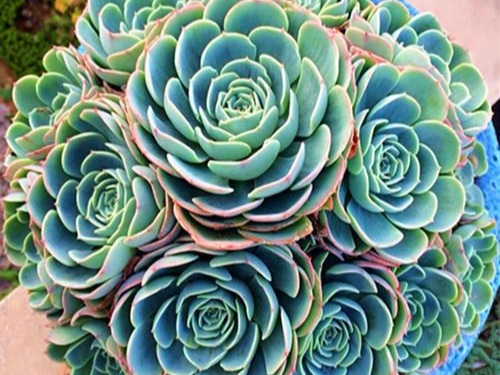 多肉植物如何繁殖