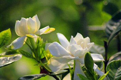 小栀子花怎么养护 栀子花的养护技巧
