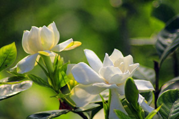 小栀子花怎么养护