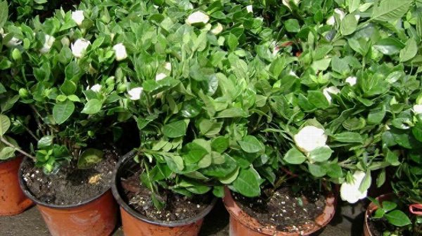 小栀子花怎么养护