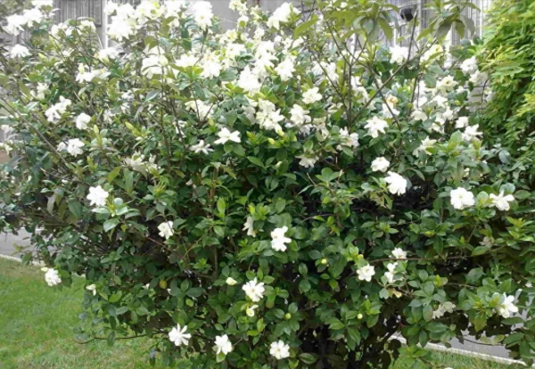 小栀子花怎么养护