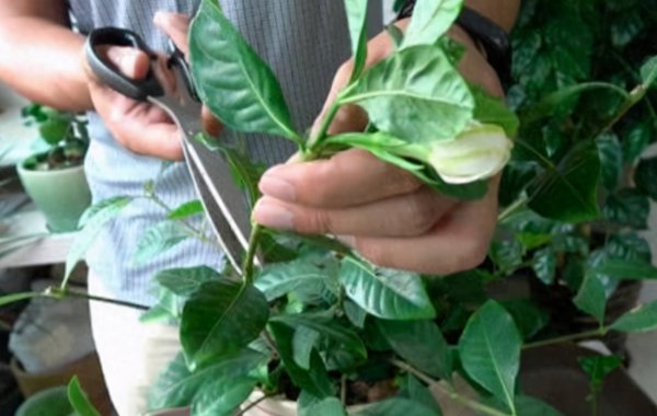 小栀子花怎么养护