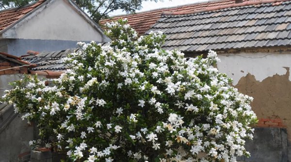 小栀子花怎么养护