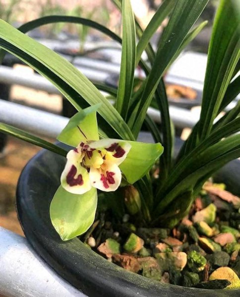春兰怎么养才能开花