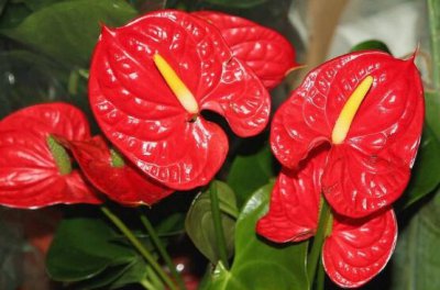 红掌花花语是什么 红掌花的寓意和象征