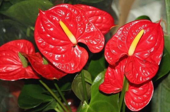 红掌花花语是什么