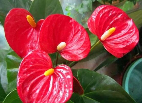 红掌花花语是什么