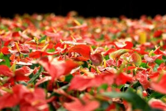 红掌花花语是什么