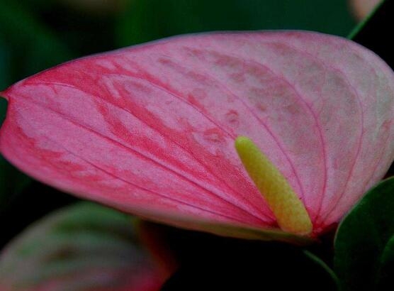 红掌花花语是什么
