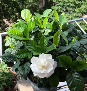 新手怎么养栀子花 养栀子花的方法与技巧