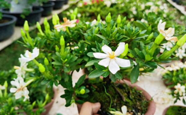 新手怎么养栀子花