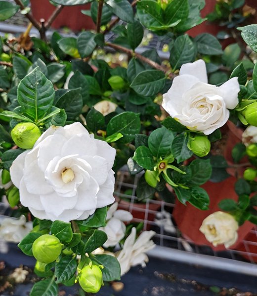 新手怎么养栀子花