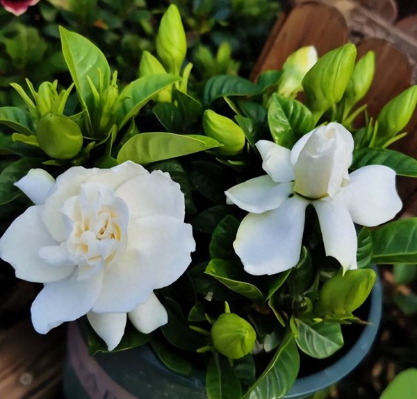 新手怎么养栀子花