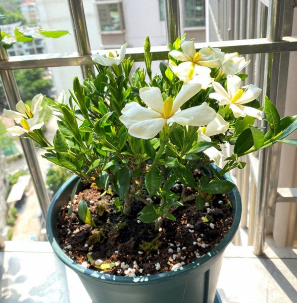 新手怎么养栀子花
