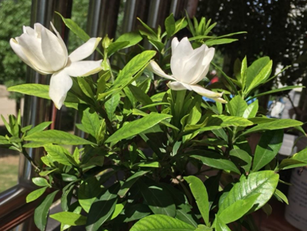 新手怎么养栀子花