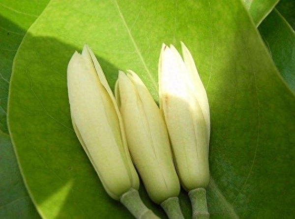 白兰花的花语和寓意