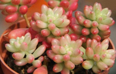 虹之玉锦怎么养红 教你正确养护虹之玉锦