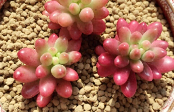 虹之玉锦怎么养红