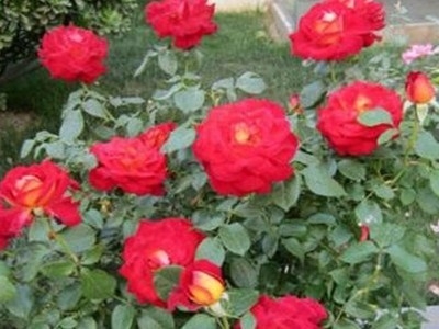 月季花何时开花