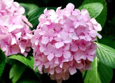 木绣球花语是什么 绣球花寓意及代表意义