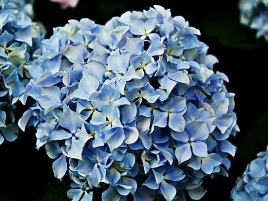 木绣球花语是什么