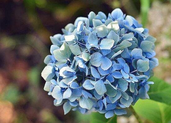 木绣球花语是什么