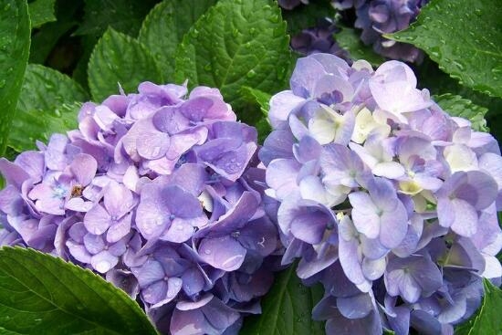 木绣球花语是什么