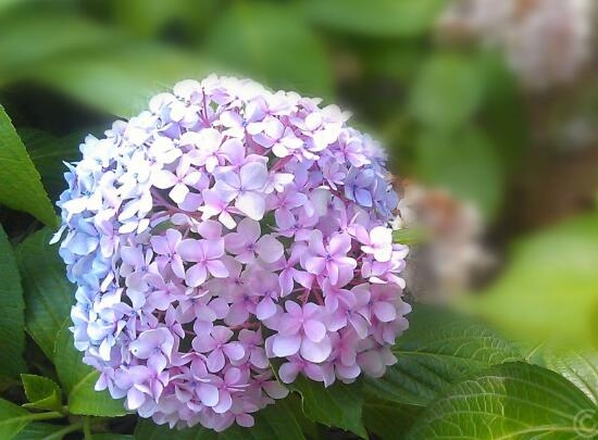 木绣球花语是什么