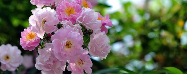 蔷薇花什么时候移栽