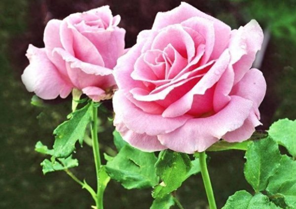 粉色玫瑰花代表什么意思