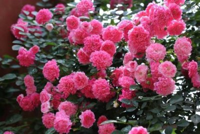 蔷薇花代表什么意思 蔷薇花代表的象征意义